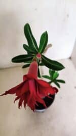 Planta Dobrada 3597 – 30cm – 03 anos - Imagem 4