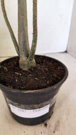 Planta Dobrada 3597 – 35cm – 03 anos - Imagem 5