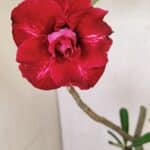 Planta Dobrada 3597 – 35cm – 03 anos