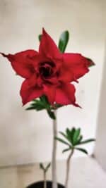 Planta Dobrada 3597 – 30cm – 03 anos