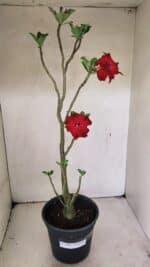 Planta Dobrada 3598 – 45cm – 03 anos - Imagem 2