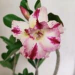 Planta Dobrada 3598 – 30cm – 03 anos