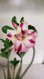 Planta Dobrada 3598 – 30cm – 03 anos