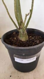 Planta Dobrada 3598 – 45cm – 03 anos - Imagem 9