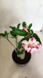 Planta Dobrada 3598 – 30cm – 03 anos - Imagem 4