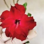 Planta Dobrada 3598 – 45cm – 03 anos