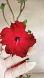 Planta Dobrada 3598 – 45cm – 03 anos