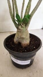 Planta Dobrada 3598 – 30cm – 03 anos - Imagem 8