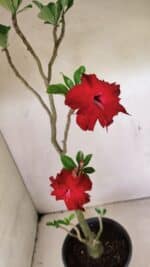 Planta Dobrada 3598 – 45cm – 03 anos - Imagem 4