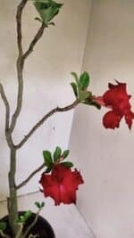 Planta Dobrada 3598 – 45cm – 03 anos - Imagem 8