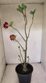 Planta Dobrada 3598 – 45cm – 03 anos - Imagem 7