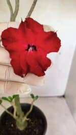 Planta Dobrada 3598 – 45cm – 03 anos - Imagem 5