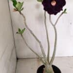 Planta Dobrada 3599 – 40cm – 03 anos