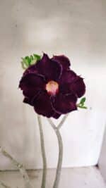 Planta Dobrada 3599 – 40cm – 03 anos - Imagem 3