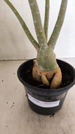 Planta Dobrada 3599 – 40cm – 03 anos - Imagem 8