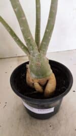 Planta Dobrada 3599 – 40cm – 03 anos - Imagem 7