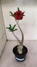 Planta Dobrada 3600 – 30cm – 03 anos - Imagem 2