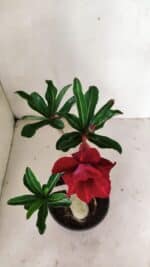 Planta Dobrada 3600 – 30cm – 03 anos - Imagem 4