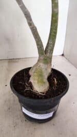 Planta Dobrada 3600 – 30cm – 03 anos - Imagem 7