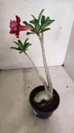 Planta Dobrada 3600 – 30cm – 03 anos - Imagem 5