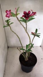 Planta Dobrada 3601 – 45cm – 03 anos - Imagem 5