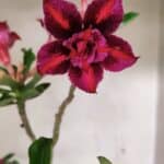 Planta Dobrada 3601 – 45cm – 03 anos