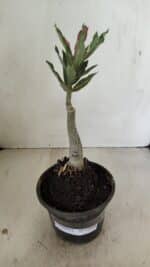 ENXERTO 12168 – 20cm (cor LM 1009) - Imagem 2