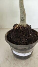 ENXERTO 12168 – 20cm (cor LM 1009) - Imagem 4