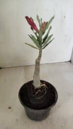 ENXERTO 12168 – 20cm (cor LM 1009) - Imagem 3