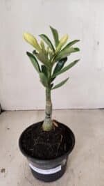 ENXERTO 12169 – 20cm (cor LM 436) - Imagem 2