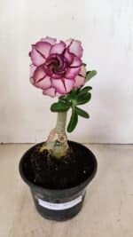 ENXERTO 12170 – 20cm (cor LM 149)