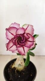 ENXERTO 12170 – 20cm (cor LM 149) - Imagem 3