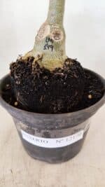 ENXERTO 12170 – 20cm (cor LM 149) - Imagem 5