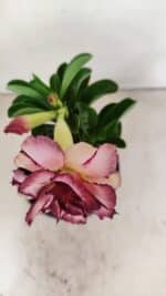 ENXERTO 12170 – 20cm (cor LM 149) - Imagem 4