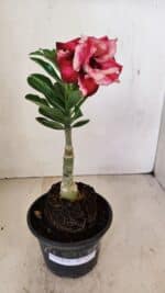 ENXERTO 12171 – 20cm (cor LM 491) - Imagem 4