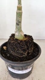 ENXERTO 12171 – 20cm (cor LM 491) - Imagem 6