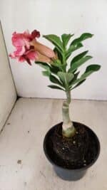 ENXERTO 12171 – 20cm (cor LM 491) - Imagem 5