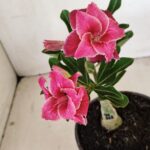 ENXERTO 12173 – 20cm (cor LM 891)