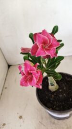 ENXERTO 12173 – 20cm (cor LM 891)