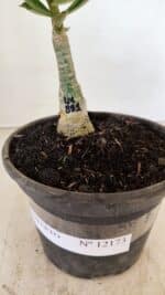 ENXERTO 12173 – 20cm (cor LM 891) - Imagem 7