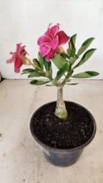 ENXERTO 12173 – 20cm (cor LM 891) - Imagem 5