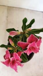 ENXERTO 12173 – 20cm (cor LM 891) - Imagem 4