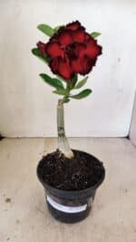 ENXERTO 12174 – 20cm (cor LM 75) - Imagem 2