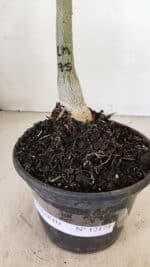 ENXERTO 12174 – 20cm (cor LM 75) - Imagem 5