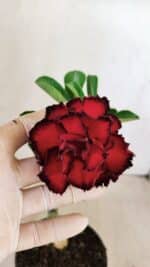 ENXERTO 12174 – 20cm (cor LM 75)