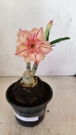 ENXERTO 12175 – 20cm (cor LM 987)