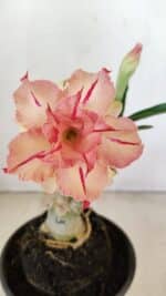 ENXERTO 12175 – 20cm (cor LM 987) - Imagem 3