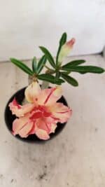 ENXERTO 12175 – 20cm (cor LM 987) - Imagem 5