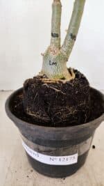 ENXERTO 12175 – 20cm (cor LM 987) - Imagem 8