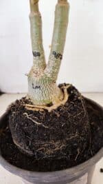 ENXERTO 12175 – 20cm (cor LM 987) - Imagem 7